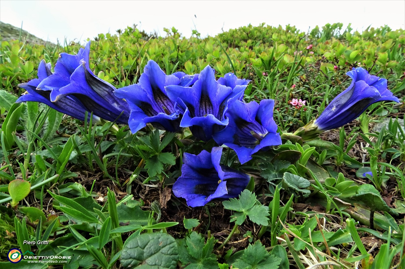 76 Genziana di Clusius (Gentiana clusii).JPG